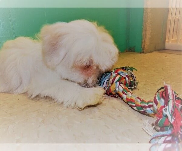 cucciolo maltese di razza per regalo | Foto 0