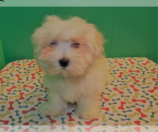 cucciolo maltese sano per regalo