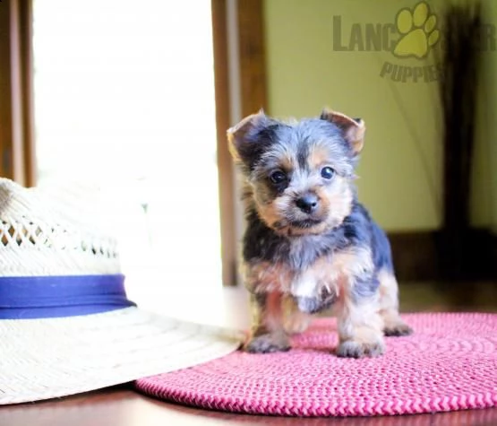 regalo yorkshire cucciolo