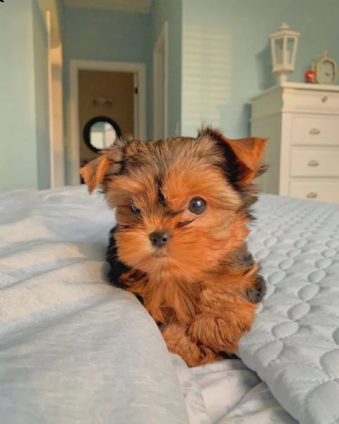 bellissimi cuccioli di yorkshire per regalo