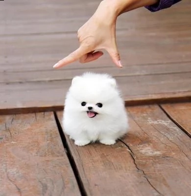 splendidi cuccioli di pomerania per regalo | Foto 0