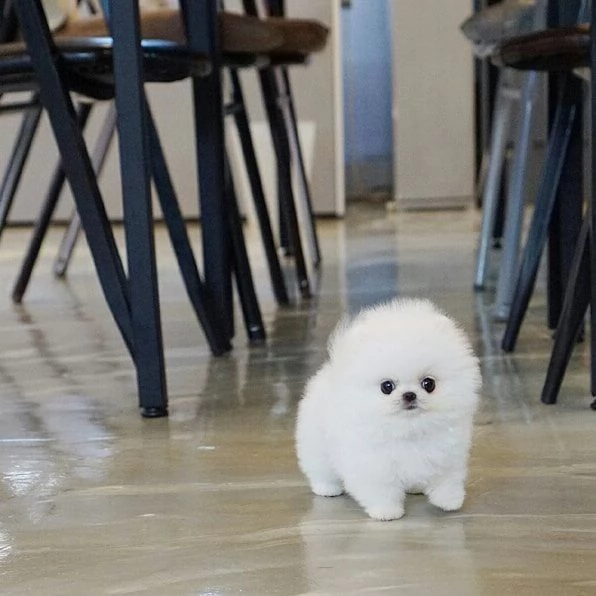 .....cucciolo di pomerania di 2 mesi per regalo...... | Foto 0