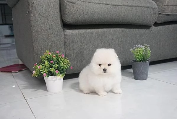 ......cuccioli pomeranian per regalo, contattare per maggiori dettagli | Foto 0