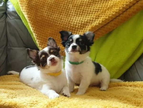 cuccioli chihuahua ultimi due ragazzi