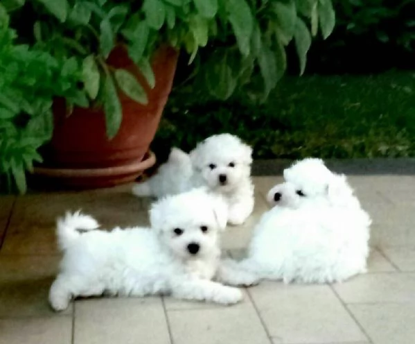 cuccioli bolognesi in cerca della loro nuova casa