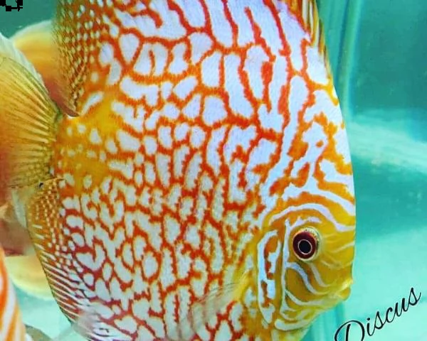 vendo discus di alta qualità