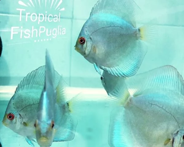 vendo discus di alta qualità | Foto 0