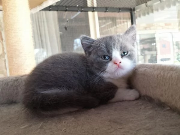 cuccioli british shorthair