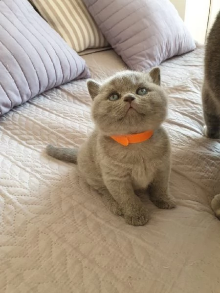 cuccioli british shorthair | Foto 0