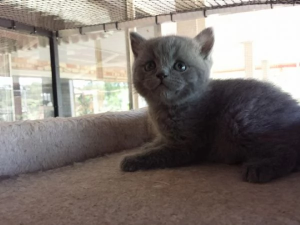 presso allevamento disponibili cuccioli british short hair.