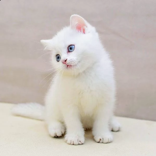 presso allevamento disponibili cuccioli british short hair. | Foto 1