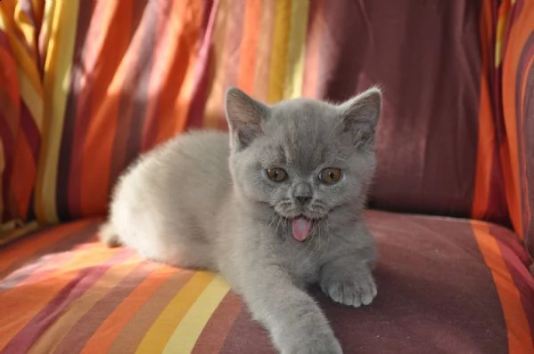 maschi e femmine di british shorthair | Foto 6