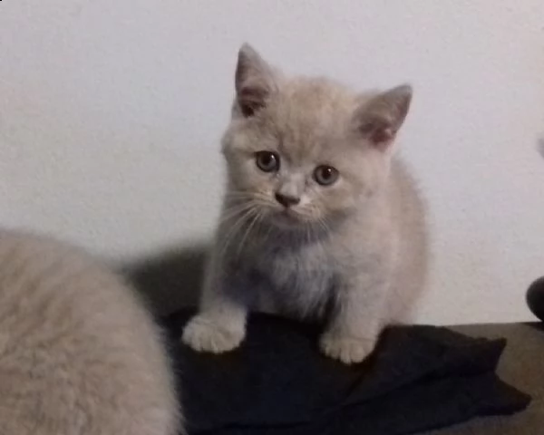maschi e femmine di british shorthair | Foto 4