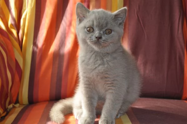 maschi e femmine di british shorthair | Foto 3