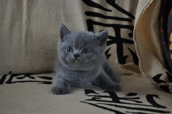 maschi e femmine di british shorthair | Foto 1