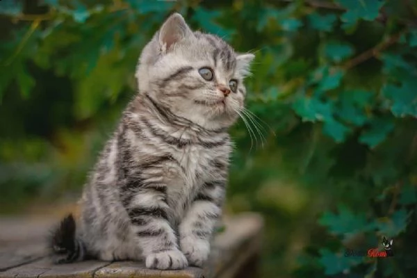 maschi e femmine di british shorthair | Foto 0