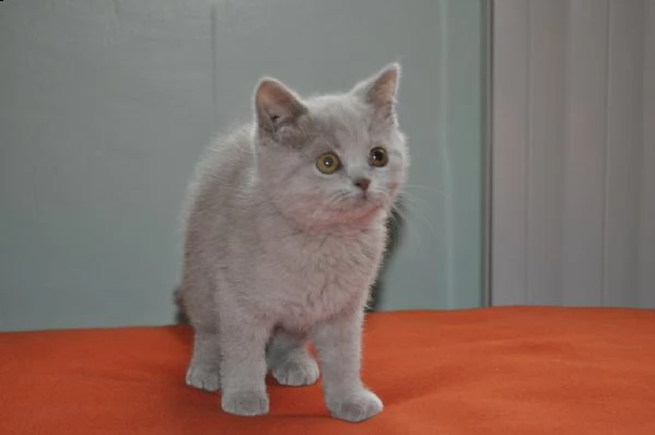splendidi cuccioli di british shorthair 