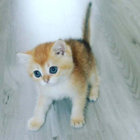 splendidi cuccioli di british shorthair  | Foto 6