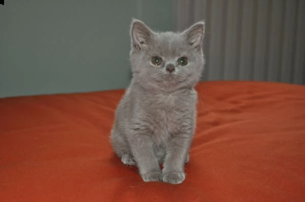splendidi cuccioli di british shorthair  | Foto 5