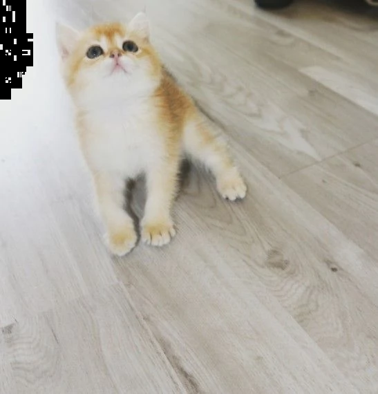 splendidi cuccioli di british shorthair  | Foto 3