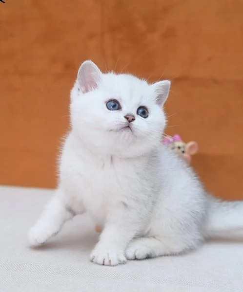 splendidi cuccioli di british shorthair  | Foto 2