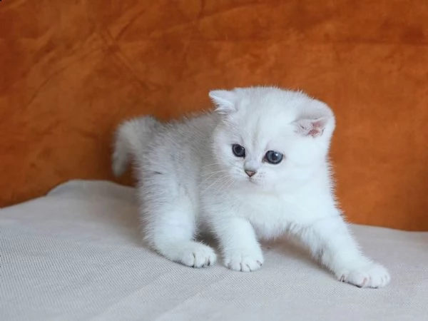 splendidi cuccioli di british shorthair  | Foto 0