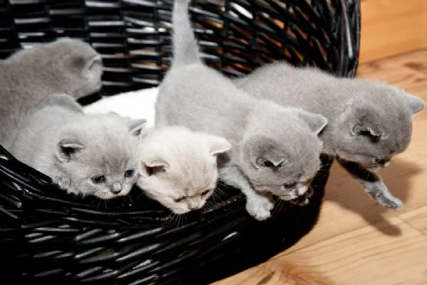 british shorthair cuccioli blu