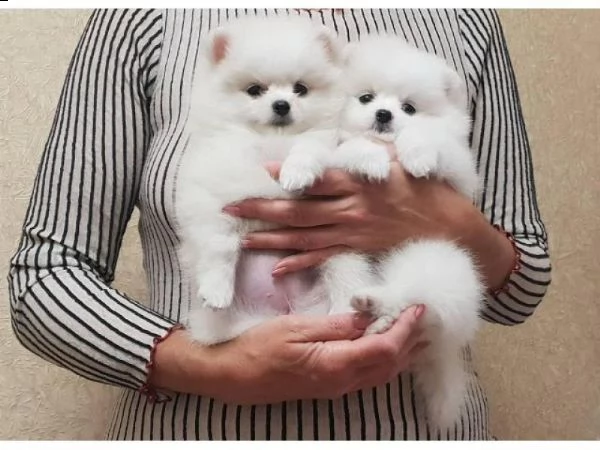 adorabile cucciolo pomeranian per regalo | Foto 0