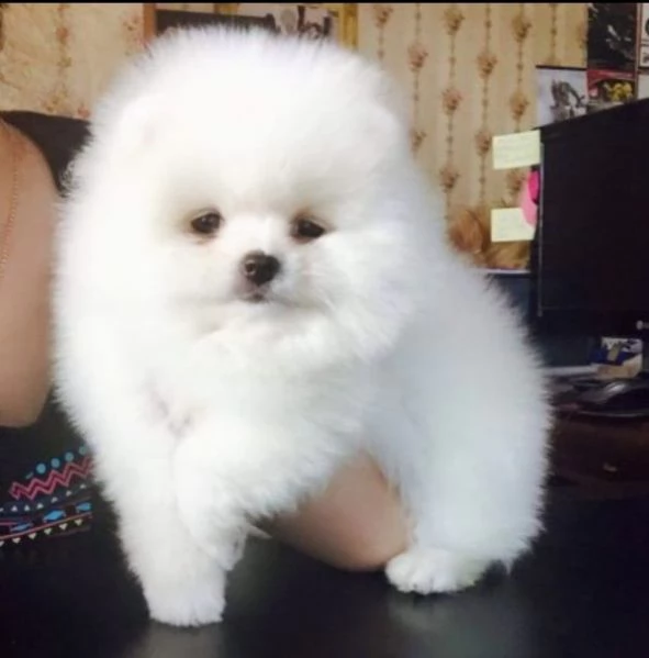 cucciolo di pomerania di razza per regalo | Foto 0