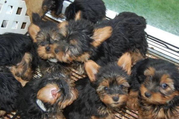 cucciolo di yorkshire di 2 mesi per regalo
