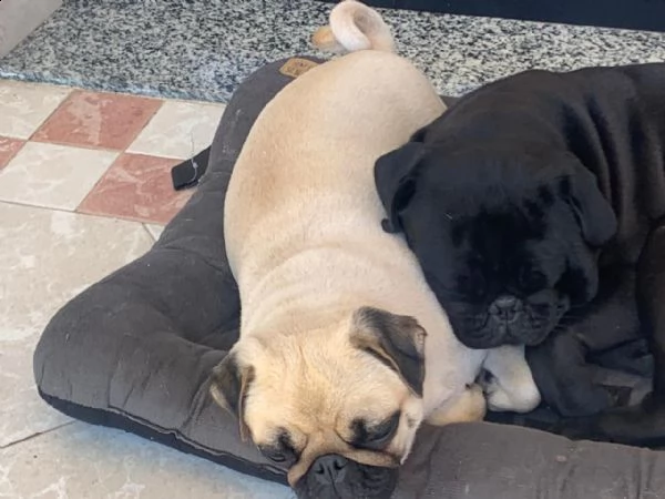 cuccioli di carlino in vendita