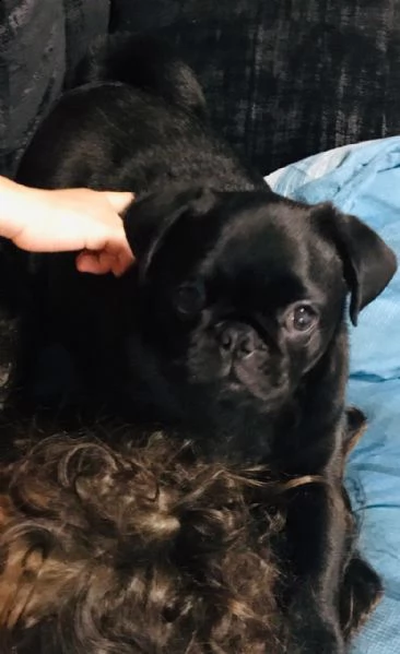 cuccioli di carlino in vendita | Foto 2