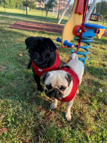 cuccioli di carlino in vendita | Foto 1