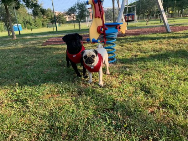 cuccioli di carlino in vendita | Foto 0