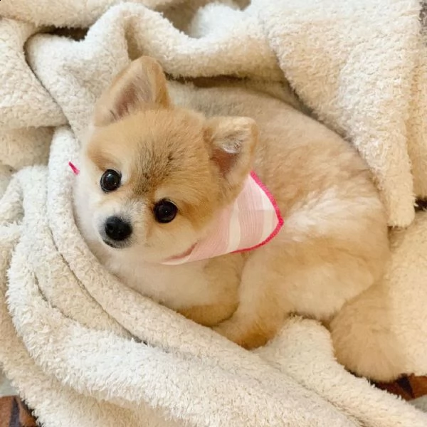simpatici cuccioli di pomerania disponibili
