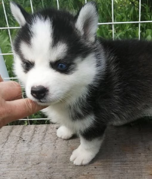 cuccioli di siberian husky disponibili