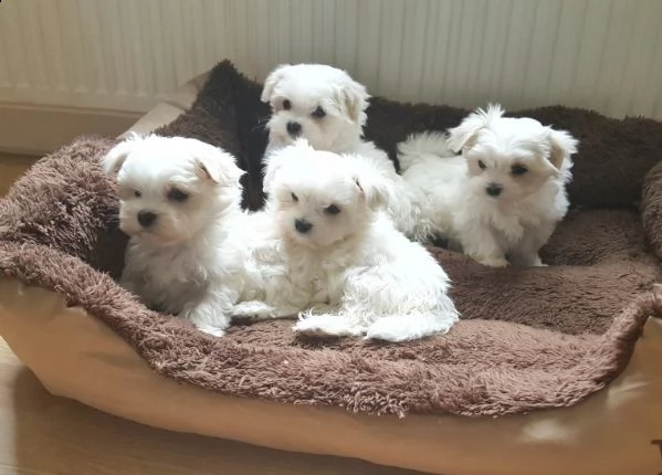  regalo dolci cuccioli maltese per l'adozione