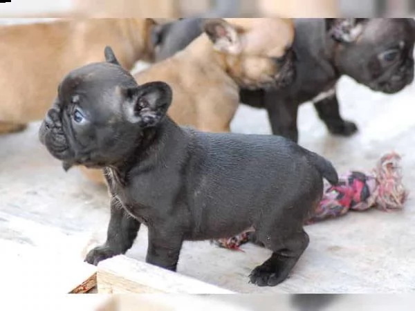 regalo cuccioli di cane a bulldog francese