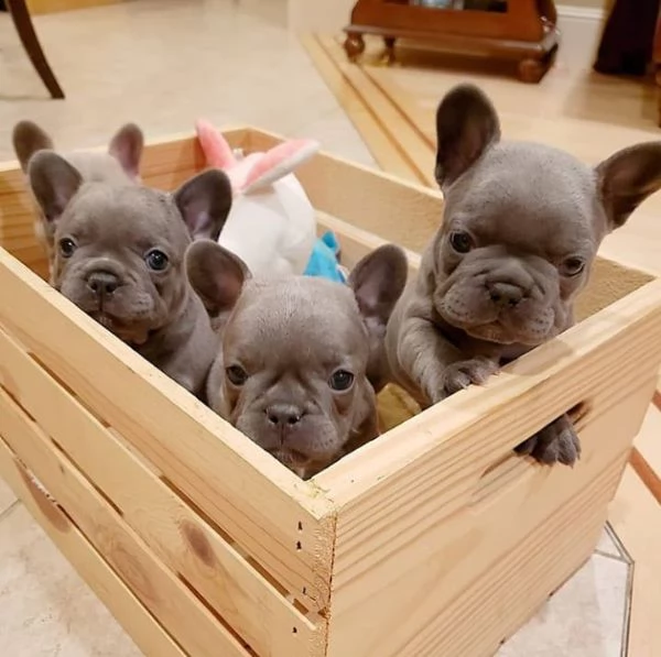 cuccioli di bulldog francese 