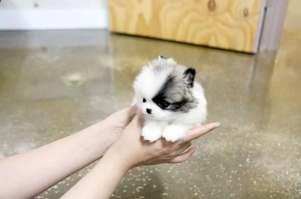 adorabile cucciolo pomeranian