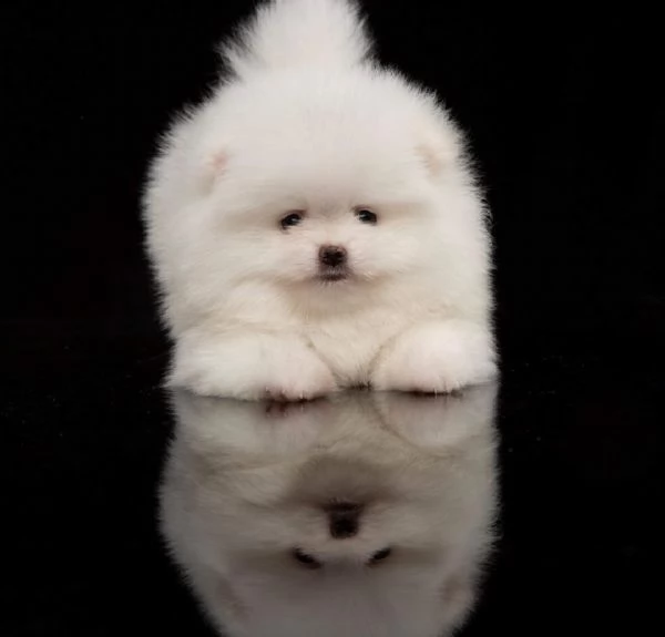 cuccioli pomeranian affettuosi