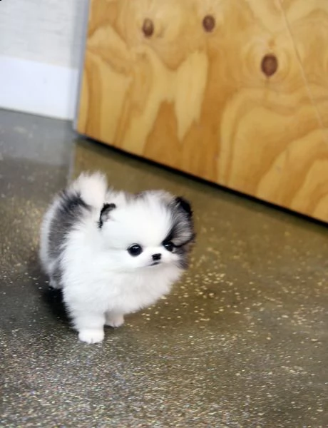 adorabili cuccioli di pomerania