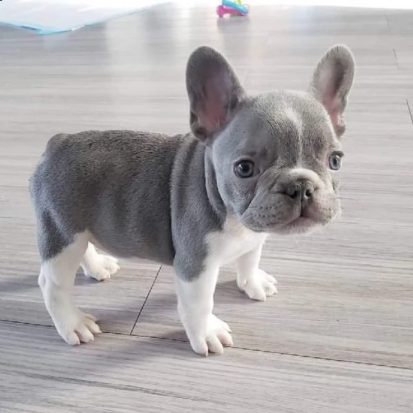 bulldog francese - vasino addestrato