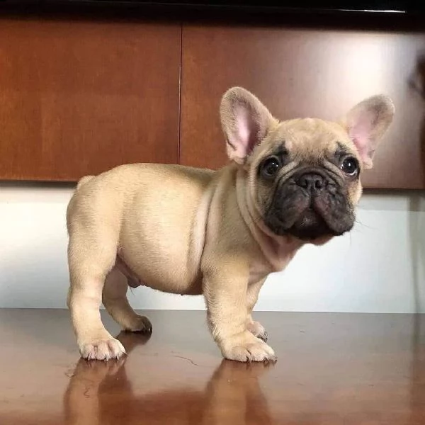 bulldog francese - vasino addestrato | Foto 0