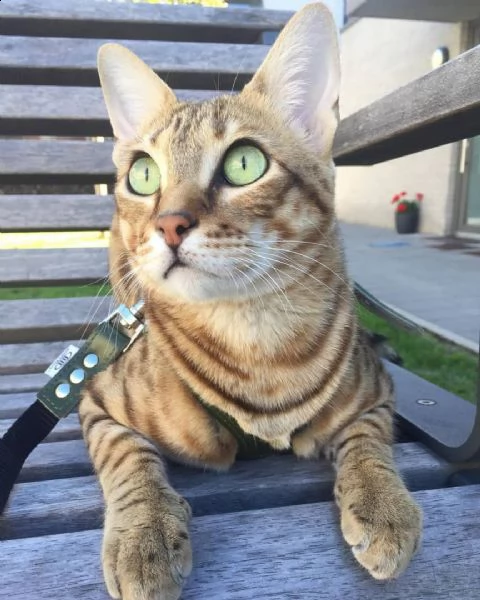 simpatico gatto della savana pronto per l'aggiunta