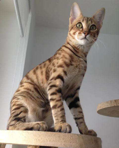 beautiful savannah cat
