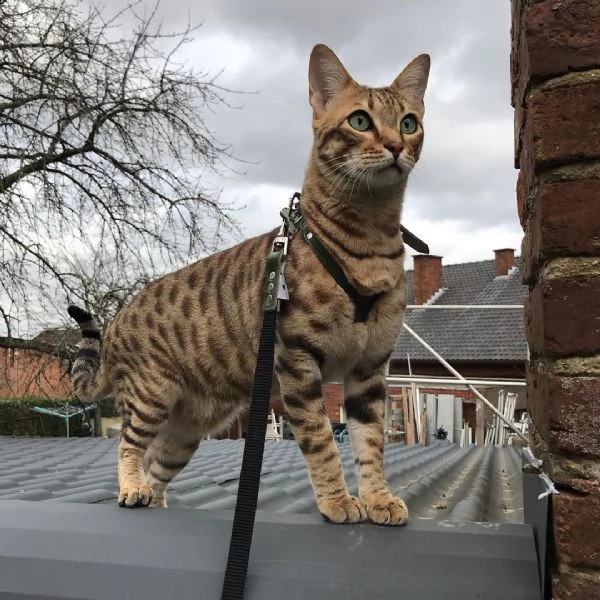 adorable savannah cat