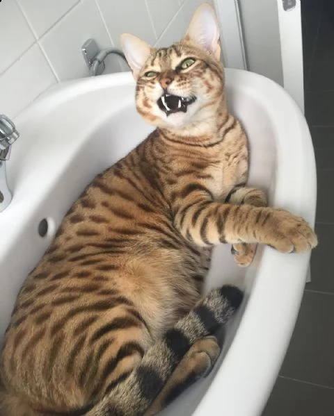 caring and lovely savannah cat