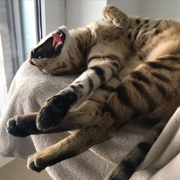 adorable and cute savannah cat