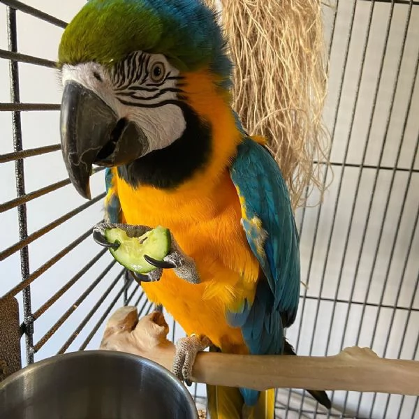 loving and caring parrot